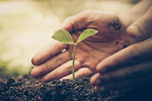 Nurturing a plant