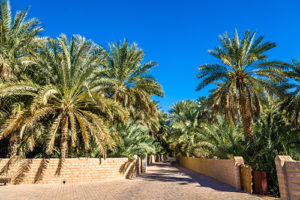 Oasis, Al Ain, UAE